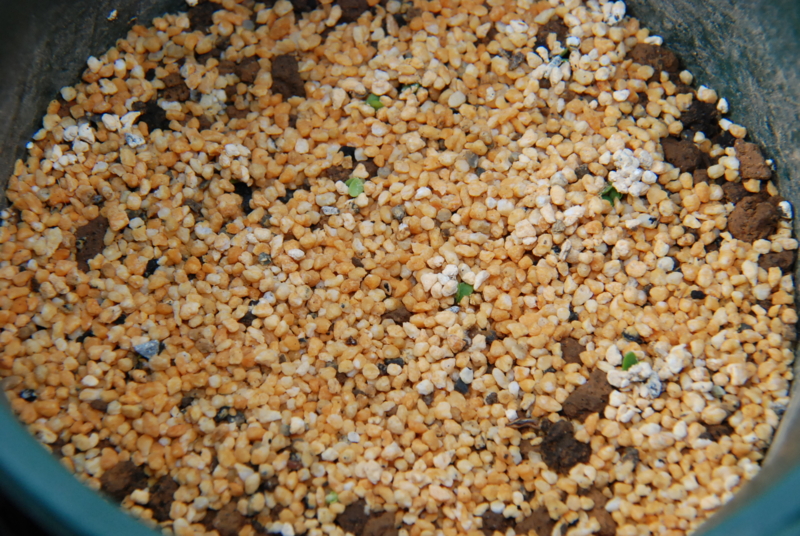 f:id:rotling:20130503102007j:image