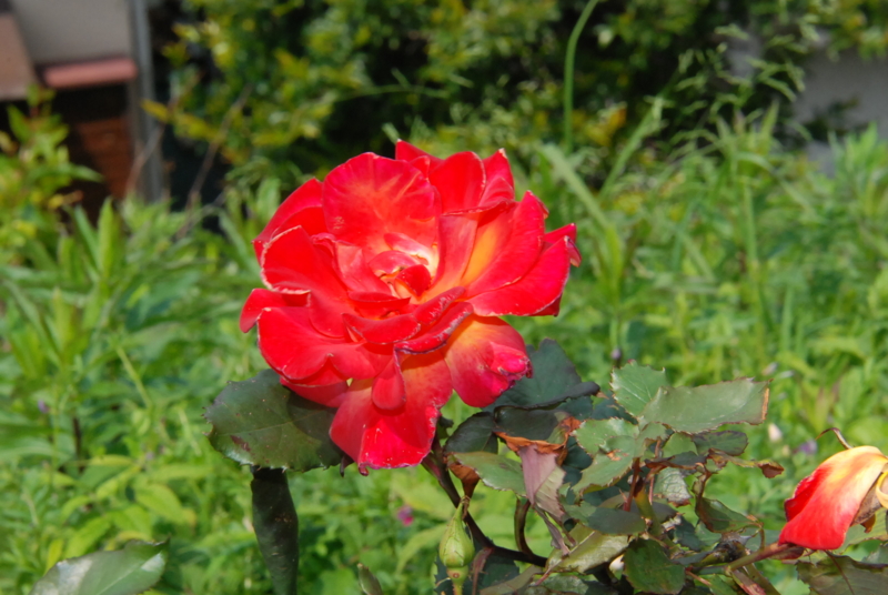 f:id:rotling:20130503133252j:image