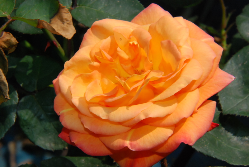 f:id:rotling:20130504142125j:image