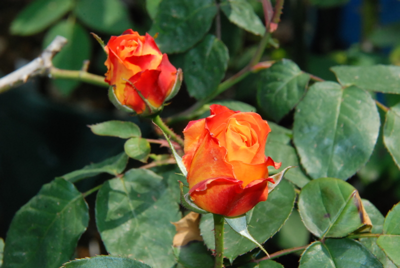 f:id:rotling:20130504142127j:image