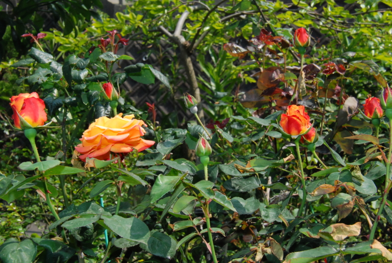 f:id:rotling:20130504142144j:image