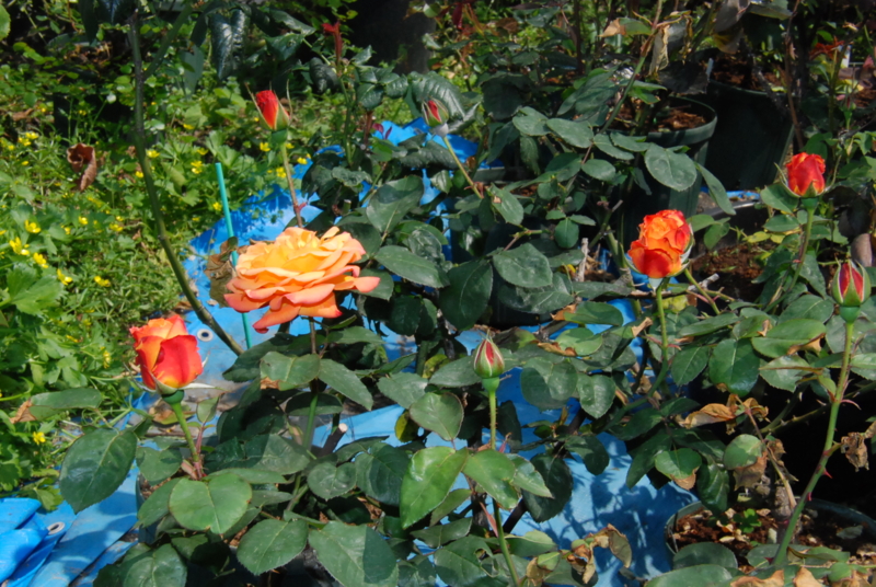 f:id:rotling:20130504142147j:image