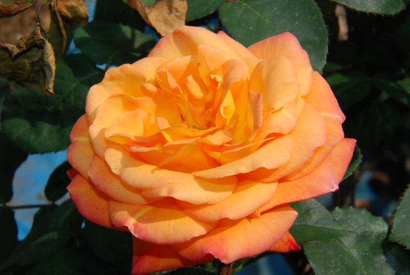 f:id:rotling:20130504142158j:image