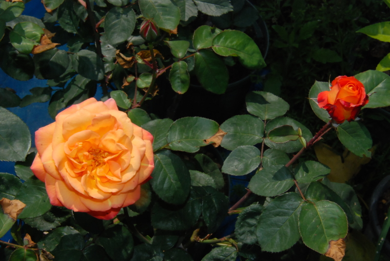 f:id:rotling:20130504142208j:image