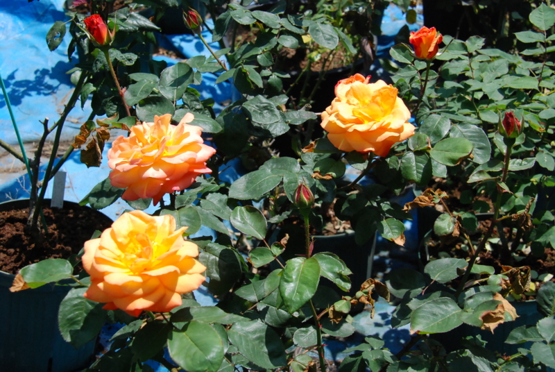 f:id:rotling:20130505130402j:image
