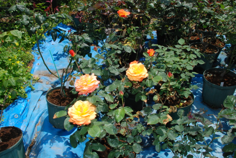 f:id:rotling:20130505130408j:image