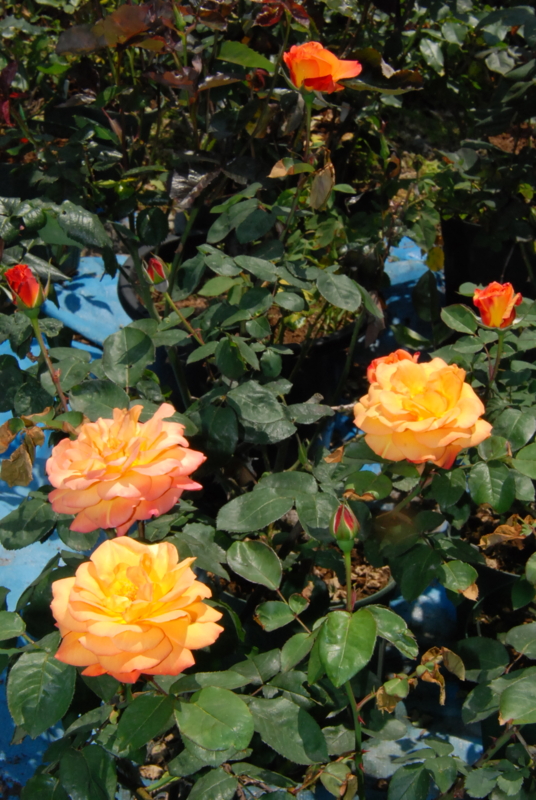 f:id:rotling:20130505130415j:image