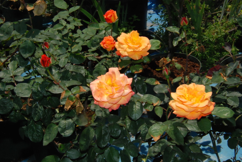 f:id:rotling:20130505131139j:image