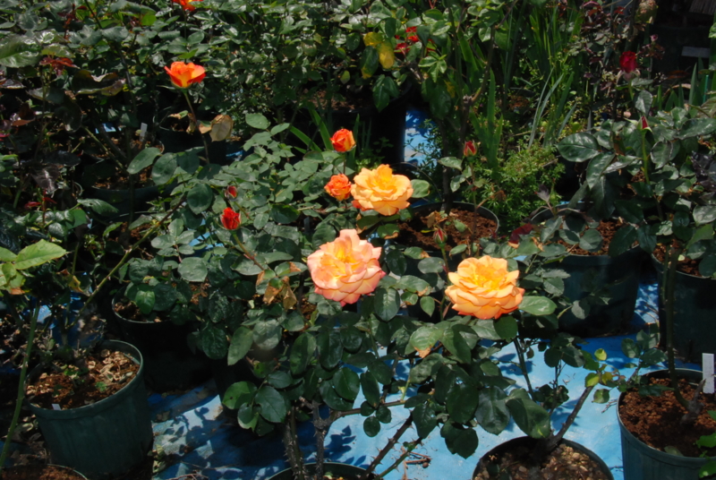 f:id:rotling:20130505131141j:image