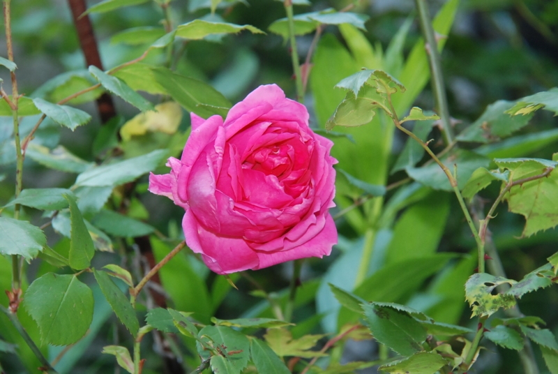 f:id:rotling:20130505134155j:image