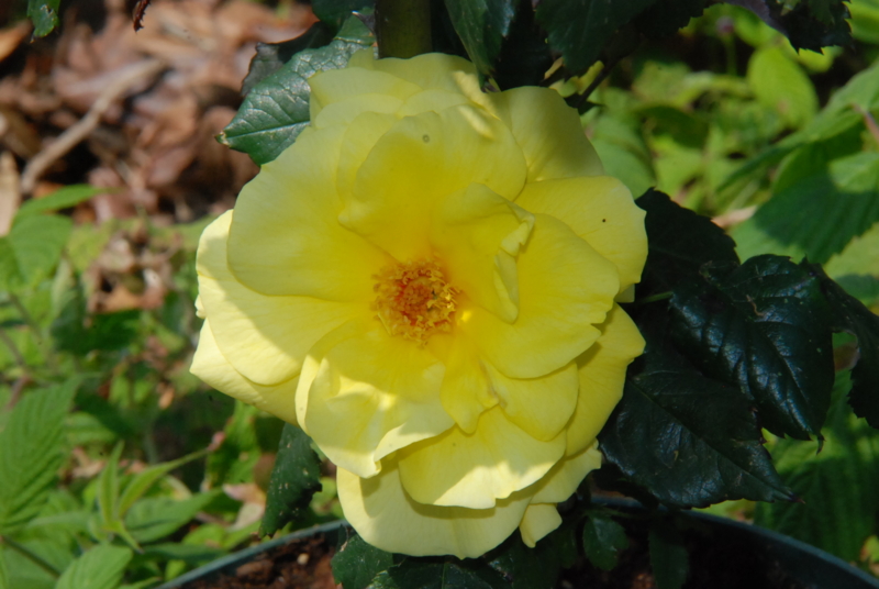 f:id:rotling:20130505134437j:image