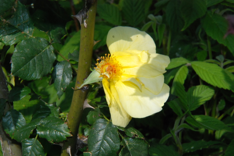 f:id:rotling:20130506145221j:image