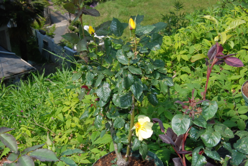 f:id:rotling:20130506145225j:image