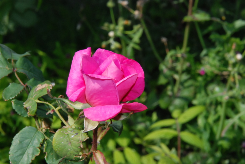 f:id:rotling:20130506145252j:image