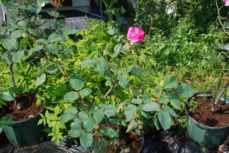 f:id:rotling:20130506145255j:image