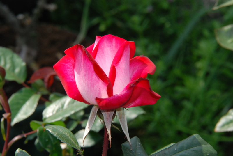 f:id:rotling:20130506145427j:image