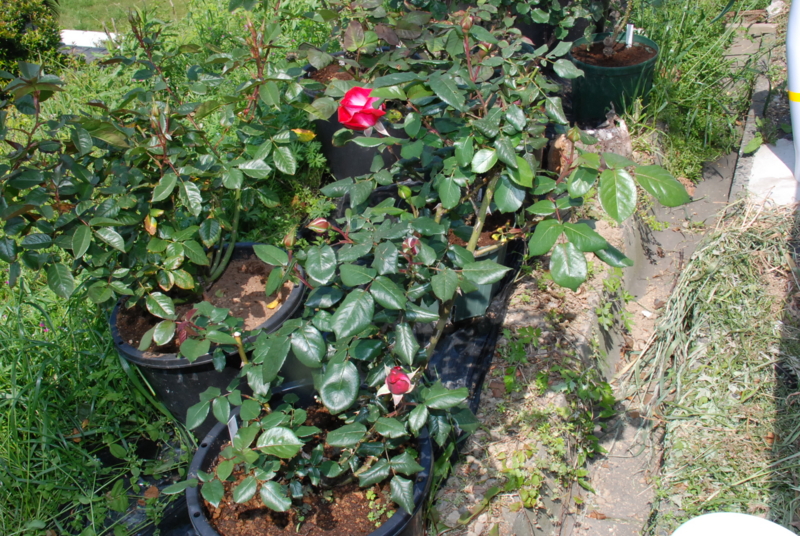 f:id:rotling:20130506145440j:image