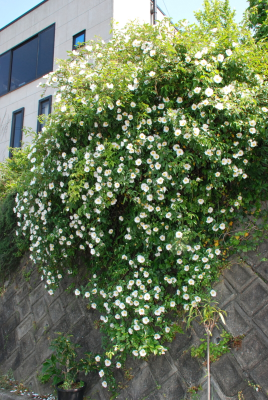 f:id:rotling:20130506150232j:image