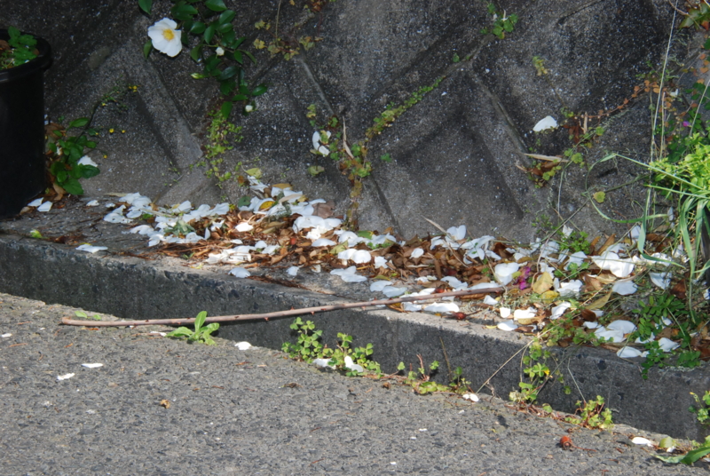 f:id:rotling:20130506150237j:image