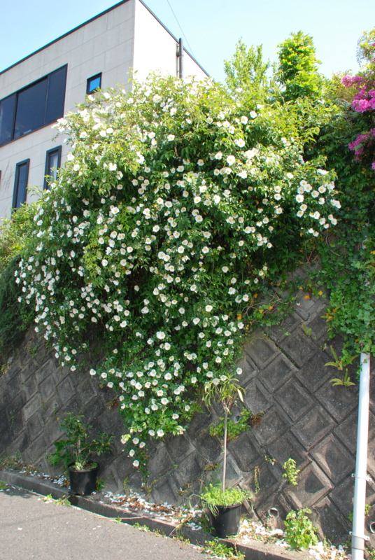 f:id:rotling:20130506150247j:image