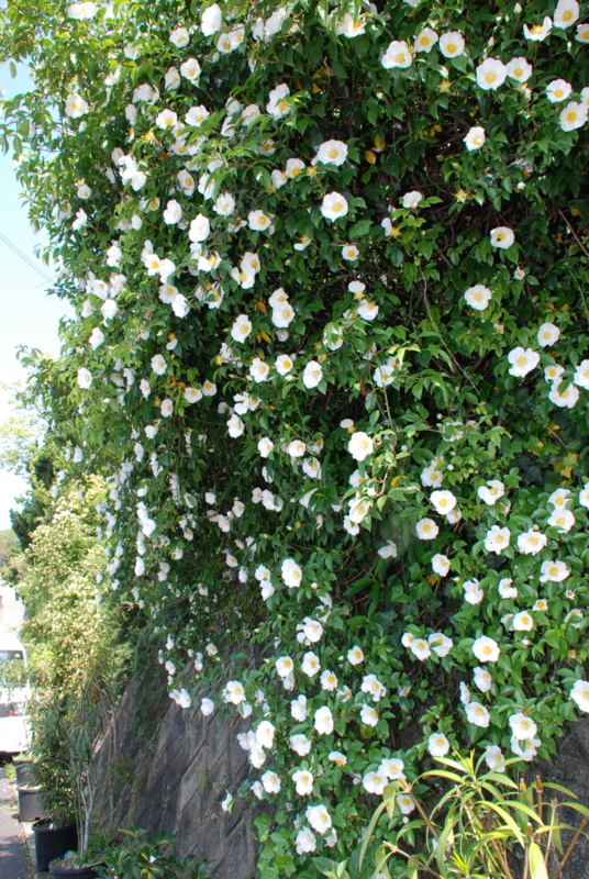 f:id:rotling:20130506150407j:image