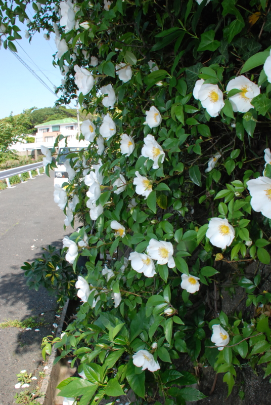 f:id:rotling:20130506150419j:image