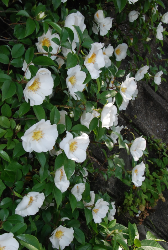 f:id:rotling:20130506150427j:image