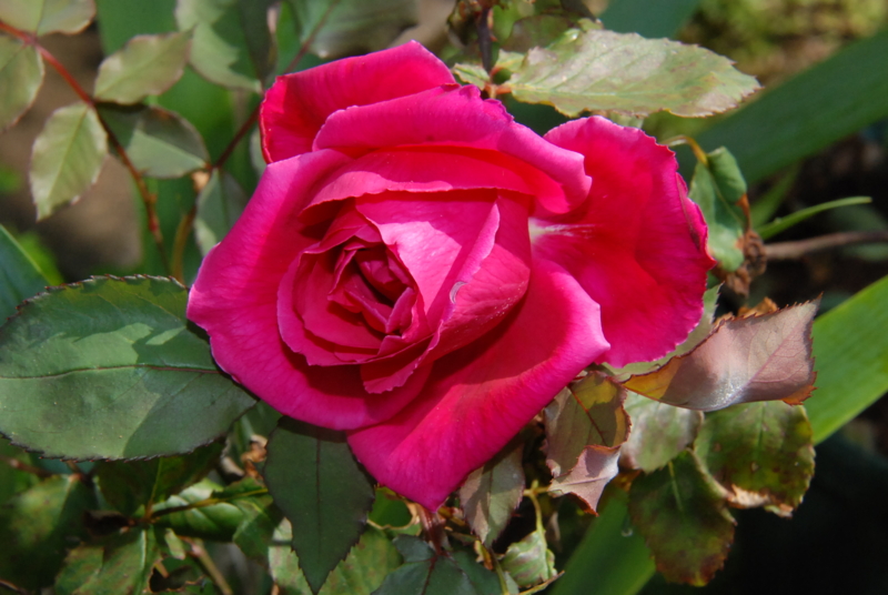 f:id:rotling:20130509092106j:image