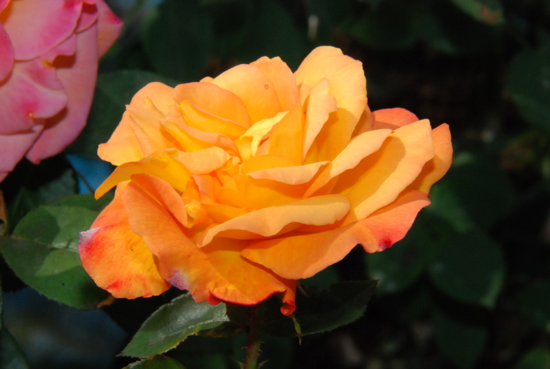 f:id:rotling:20130509092334j:image
