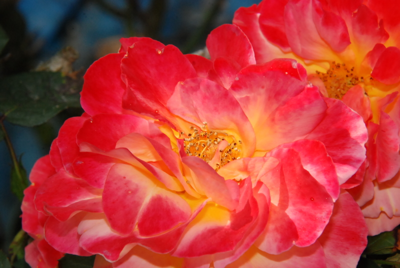 f:id:rotling:20130509092335j:image