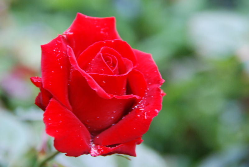 f:id:rotling:20130511085323j:image