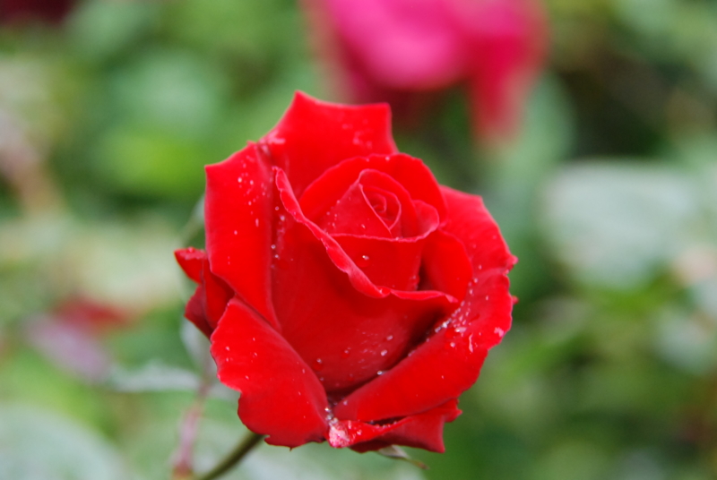 f:id:rotling:20130511085327j:image