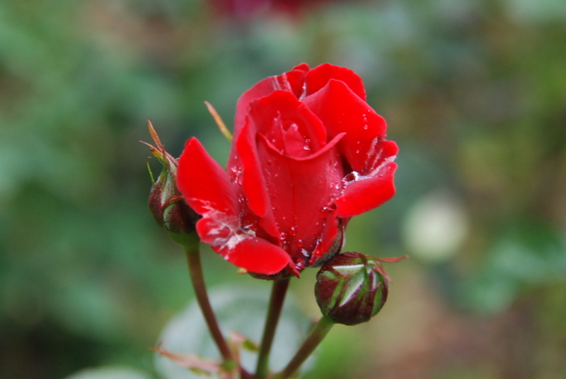 f:id:rotling:20130511085329j:image