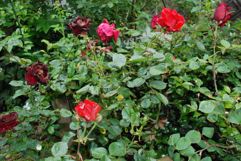 f:id:rotling:20130511085334j:image