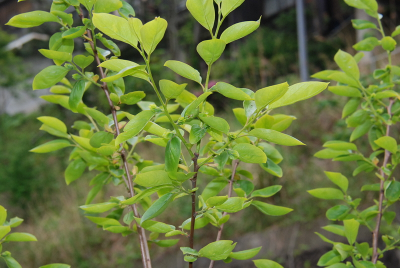 f:id:rotling:20130511085622j:image