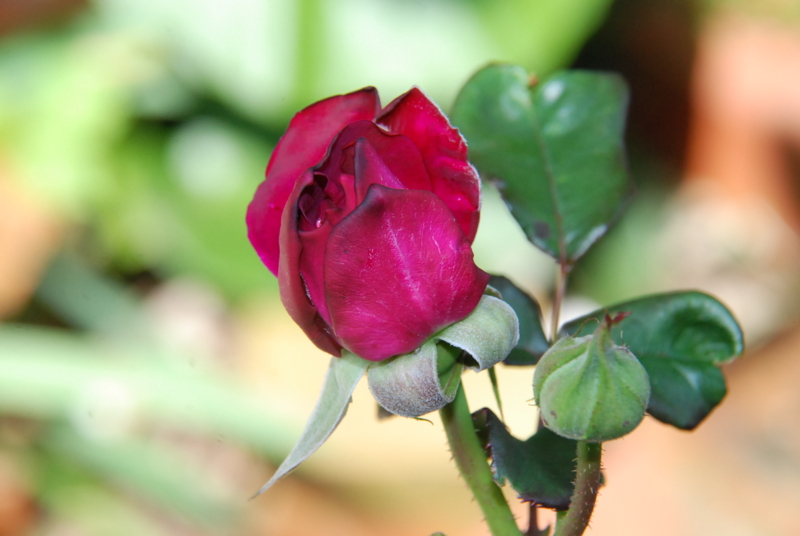f:id:rotling:20130512102035j:image