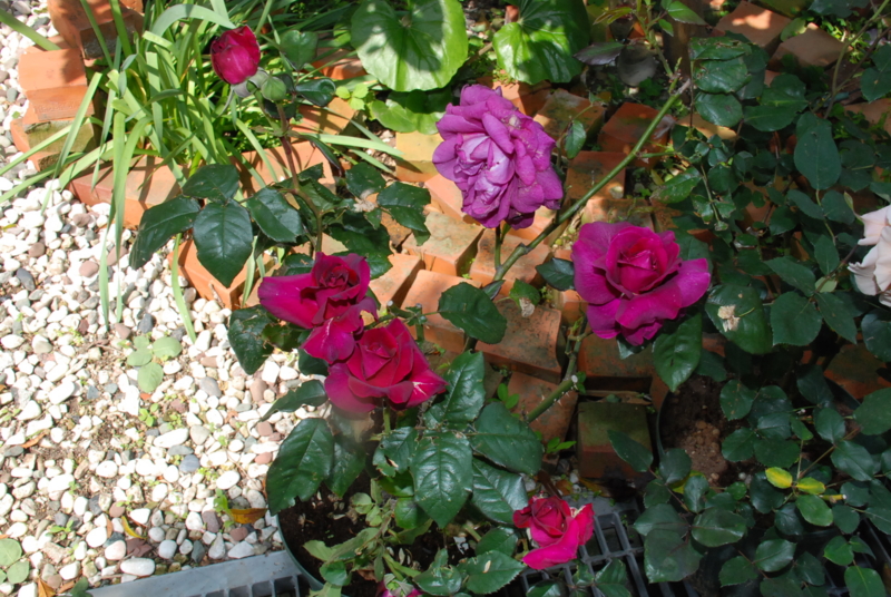 f:id:rotling:20130512102039j:image