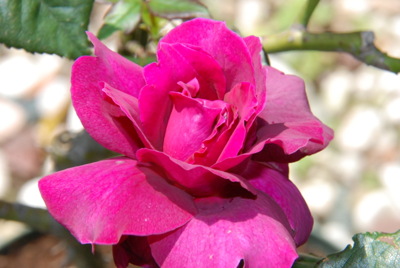 f:id:rotling:20130512111952j:image