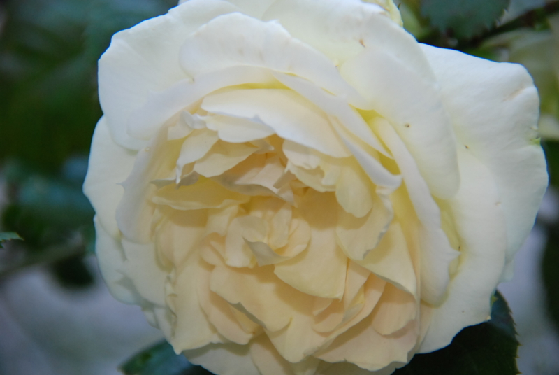 f:id:rotling:20130512160903j:image