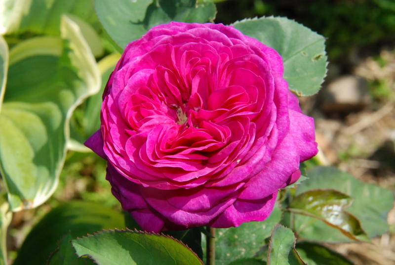 f:id:rotling:20130513151341j:image