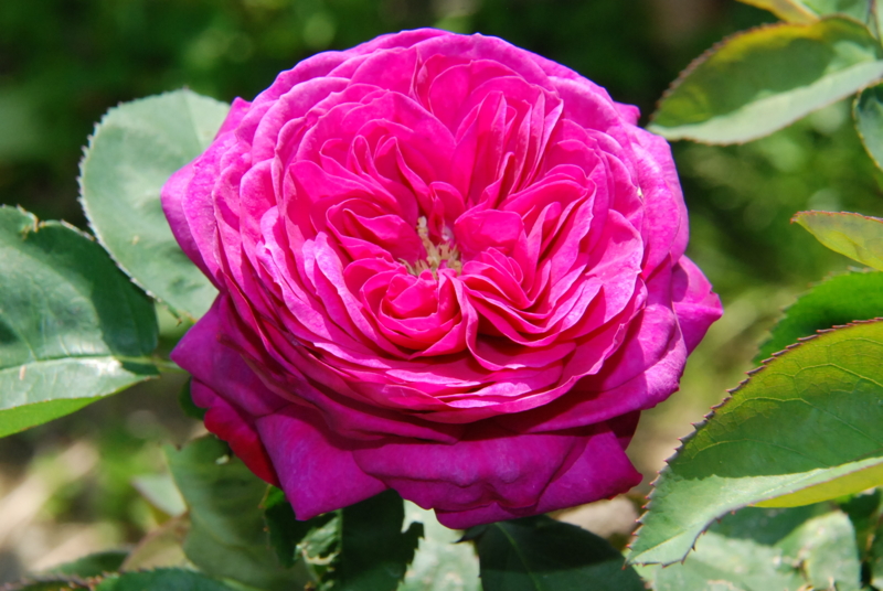 f:id:rotling:20130513151344j:image