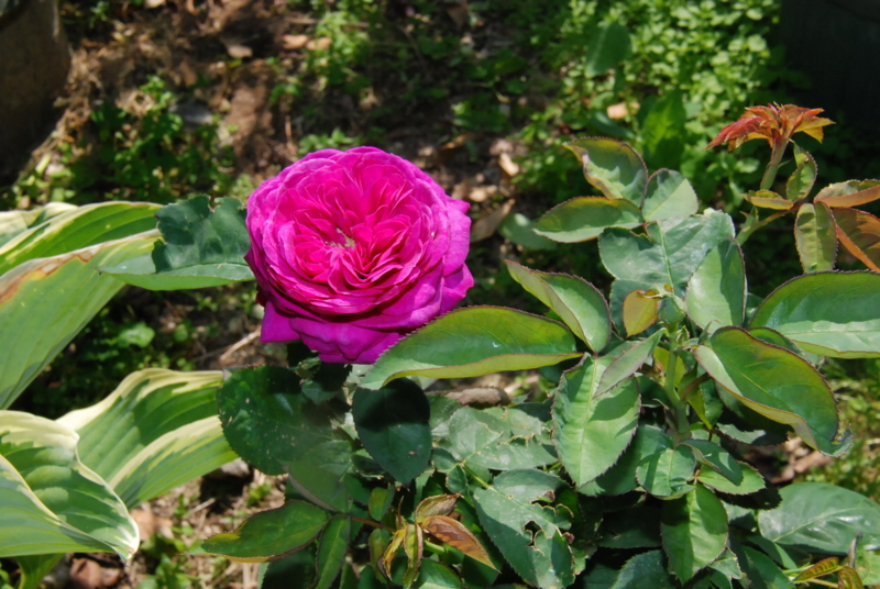 f:id:rotling:20130513151348j:image