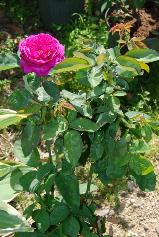 f:id:rotling:20130513151352j:image