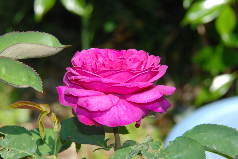 f:id:rotling:20130513151540j:image