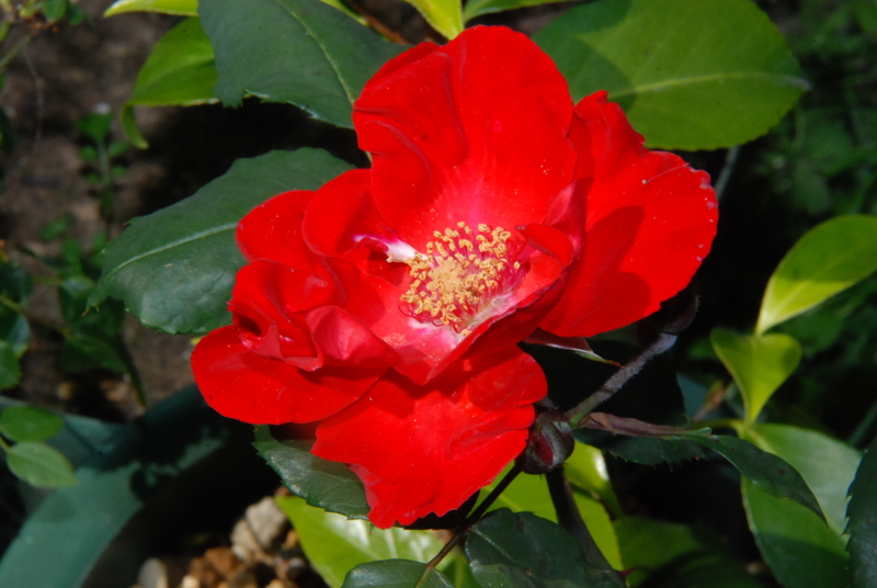f:id:rotling:20130513151729j:image