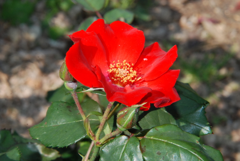 f:id:rotling:20130513151732j:image