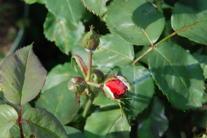 f:id:rotling:20130513151736j:image
