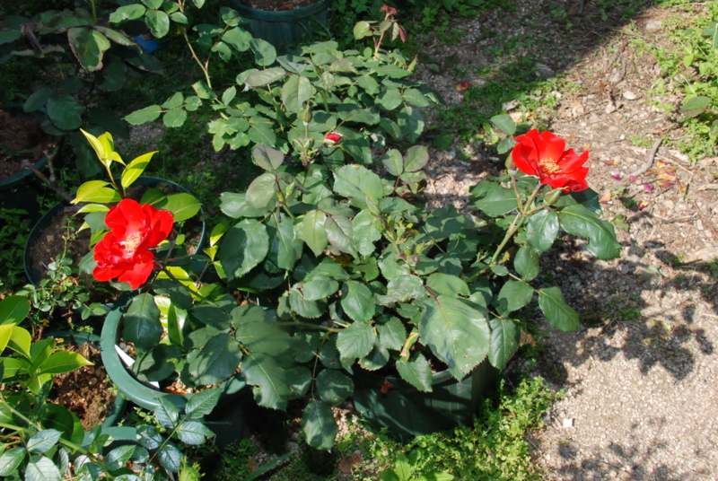 f:id:rotling:20130513151739j:image