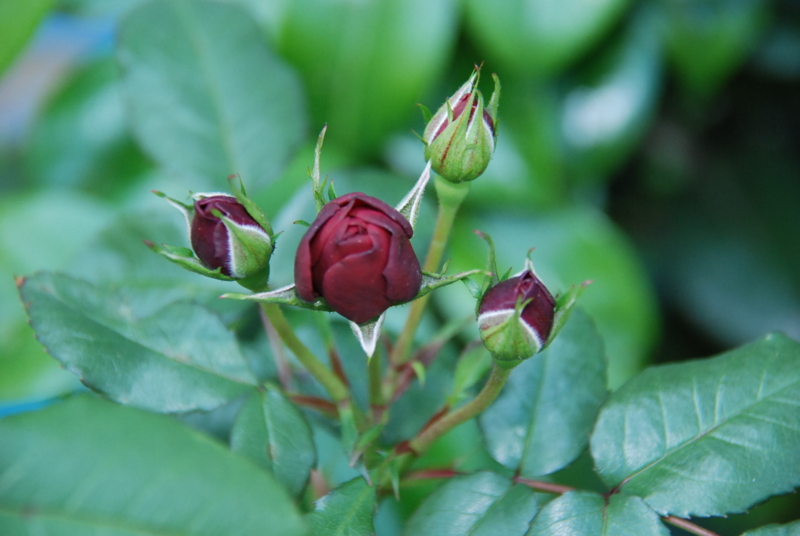 f:id:rotling:20130513152243j:image