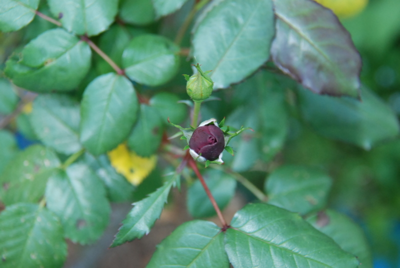 f:id:rotling:20130513152246j:image